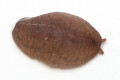 Laevicaulis alte Malaysia juvenil 2cm